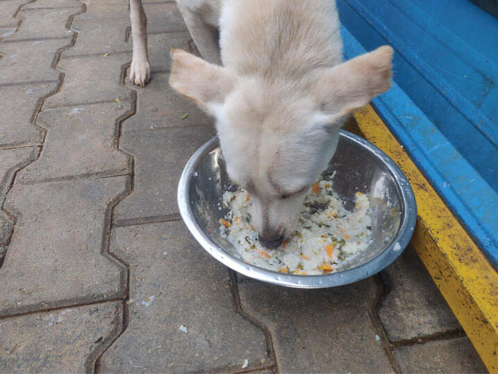 Pawfectly Social | Pawfectly Made