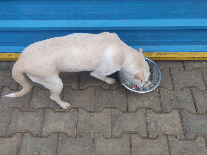 Pawfectly Social | Pawfectly Made