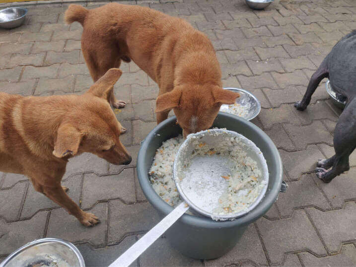 Pawfectly Social | Pawfectly Made
