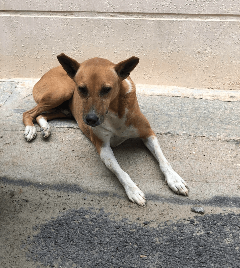 Pawfectly Social | Pawfectly Made