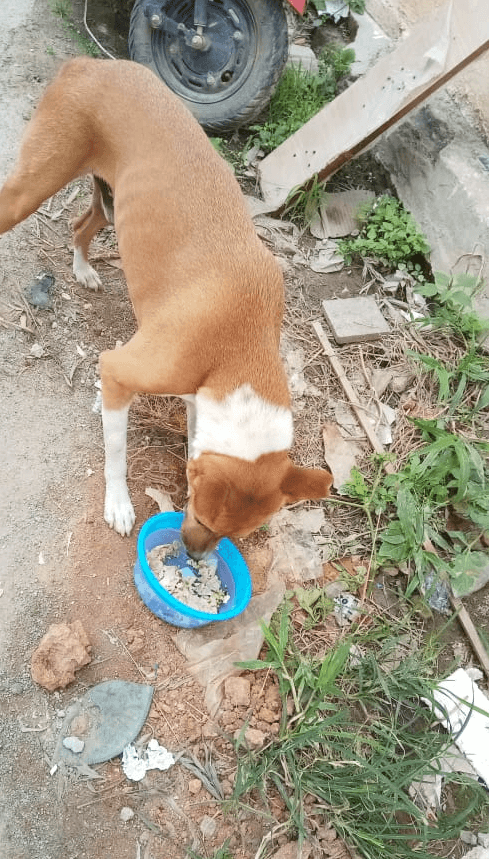 Pawfectly Social | Pawfectly Made