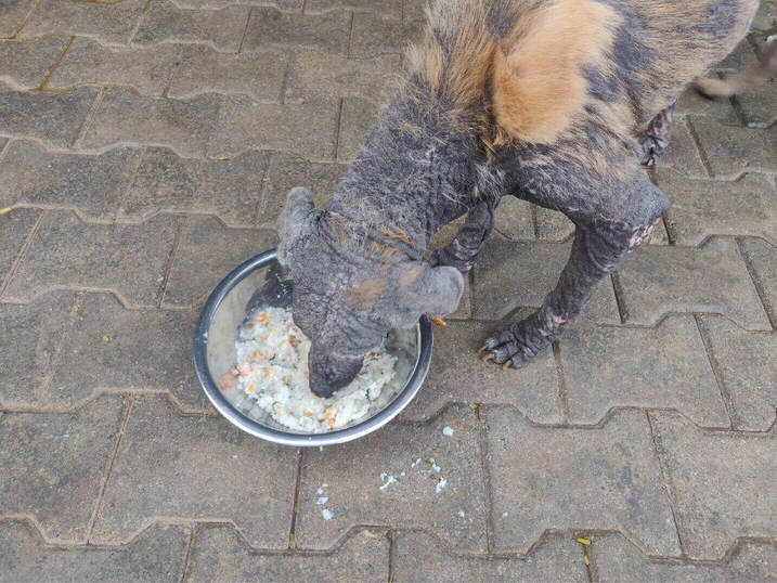 Pawfectly Social | Pawfectly Made